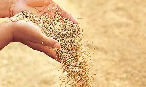 Andhra : किसान भी बढ़िया चावल की खेती में रुचि दिखा रहे