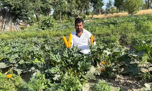 Kangra घाटी में पीले स्क्वैश की शुरुआत