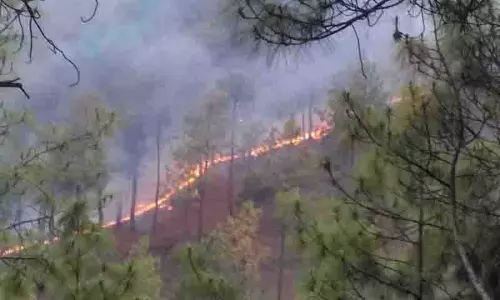 Himachal: वनों की आग से हरित संपदा नष्ट होती जा रही Himachal: वनों की आग से हरित संपदा नष्ट होती जा रही