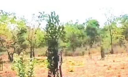 GOA: कोडर फार्म ने 126 आम किस्मों के साथ चट्टानी इलाके को आदर्श बाग में बदल दिया GOA: कोडर फार्म ने 126 आम किस्मों के साथ चट्टानी इलाके को आदर्श बाग में बदल दिया
