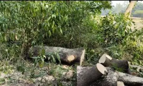 Sultanpur: अवैध लकड़ी माफिया सक्रिय, जिम्मेदार विभाग बेखबर Sultanpur: अवैध लकड़ी माफिया सक्रिय, जिम्मेदार विभाग बेखबर