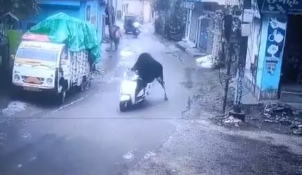 सांड ने चलाई स्कूटी, एकदम मानव रहित, वीडियो वायरल सांड ने चलाई स्कूटी, एकदम मानव रहित, वीडियो वायरल