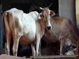 Up News: रामलीला मैदान की रेलिंग से लटका मिला गोवंश का शव, हंगामा Up News: रामलीला मैदान की रेलिंग से लटका मिला गोवंश का शव, हंगामा