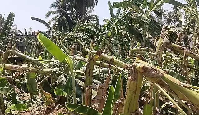 अम्पुर में तूफान: 500 से अधिक केले के पेड़ क्षतिग्रस्त अम्पुर में तूफान: 500 से अधिक केले के पेड़ क्षतिग्रस्त