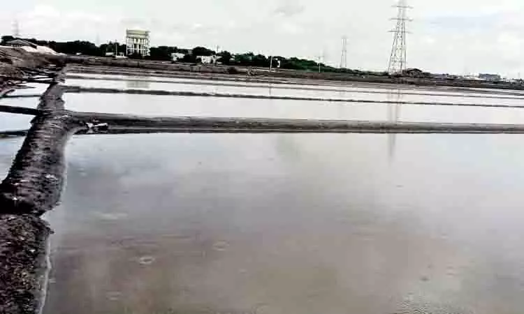 नमक का नया मोती थूथुकुडी छोड़ेगा, Gujarat में दूसरी बड़ी खेप जल्द ही पहुंचेगी नमक का नया मोती थूथुकुडी छोड़ेगा, Gujarat में दूसरी बड़ी खेप जल्द ही पहुंचेगी