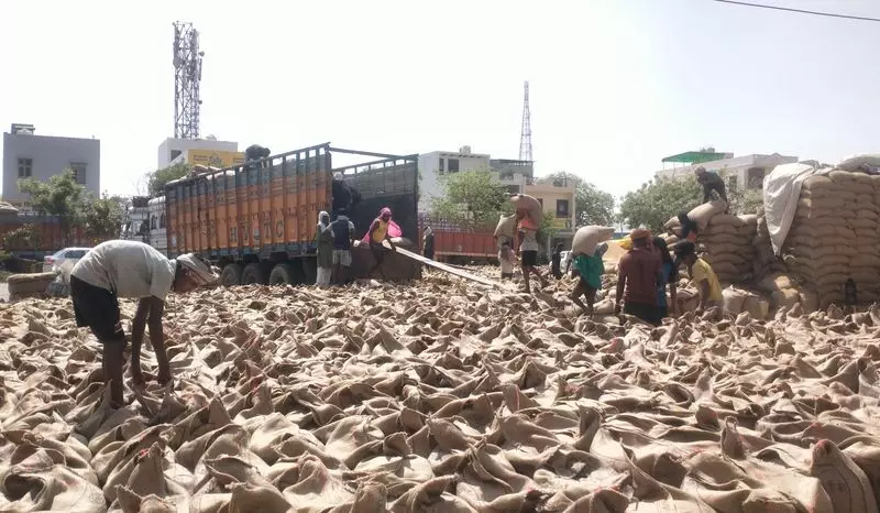 Jhajjar में गेहूं की बंपर खरीद, अब तक 1,95,032 मीट्रिक टन गेहूं मंडियों में पहुंचा Jhajjar में गेहूं की बंपर खरीद, अब तक 1,95,032 मीट्रिक टन गेहूं मंडियों में पहुंचा