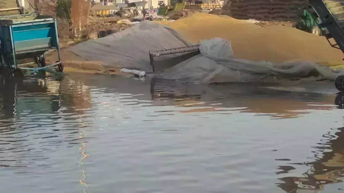 Punjab: खुले में रखी गेहूं की फसल हुई बर्बाद Punjab: खुले में रखी गेहूं की फसल हुई बर्बाद