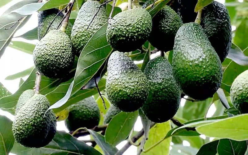 हिमाचल पहुंचे एवोकाडो के 400 पौधे हिमाचल पहुंचे एवोकाडो के 400 पौधे