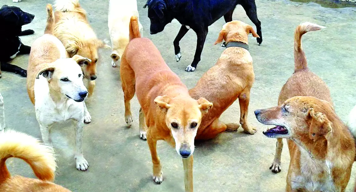 Kerala: आवारा कुत्तों का आतंक जारी, बच्ची की हालत गंभीर, डॉक्टरों की निगरानी में Kerala: आवारा कुत्तों का आतंक जारी, बच्ची की हालत गंभीर, डॉक्टरों की निगरानी में