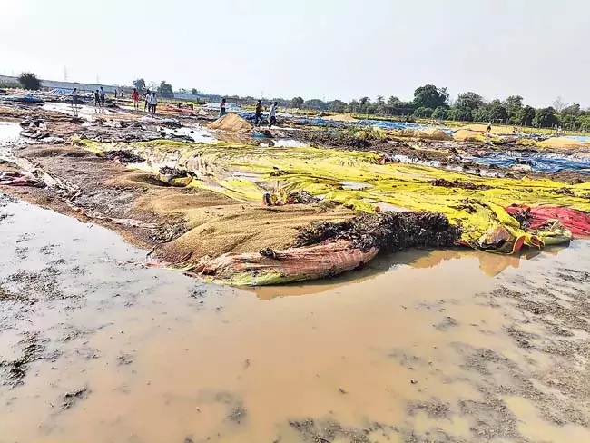भारी बारिश: पानी में डूबा अनाज भारी बारिश: पानी में डूबा अनाज
