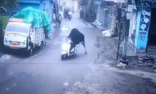 सांड ने चलाई स्कूटी, एकदम मानव रहित, वीडियो वायरल
