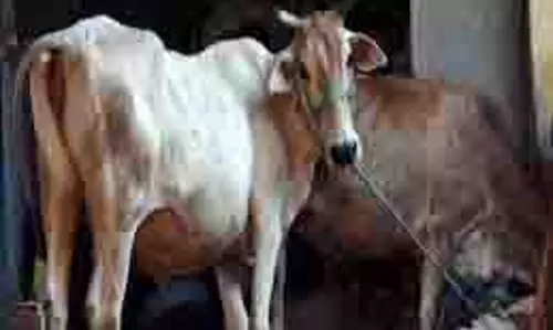 Up News: रामलीला मैदान की रेलिंग से लटका मिला गोवंश का शव, हंगामा Up News: रामलीला मैदान की रेलिंग से लटका मिला गोवंश का शव, हंगामा