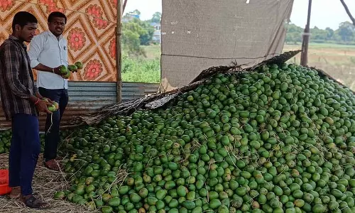 आम की कीमतों में गिरावट: उत्पादक संकट में