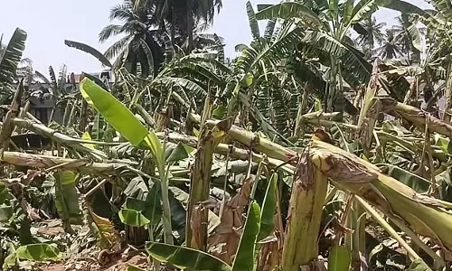 अम्पुर में तूफान: 500 से अधिक केले के पेड़ क्षतिग्रस्त