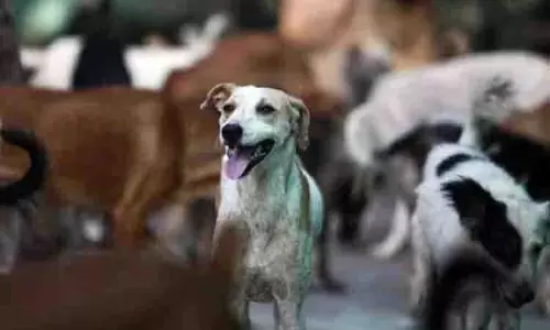 निजी या आवारा, Chennai के कुत्तों को दो महीने में माइक्रोचिप लगाई जाएगी