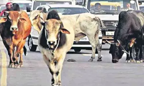 Adilabad में एनएच 44 पर मवेशी छोड़ने पर एक व्यक्ति पर मामला दर्ज