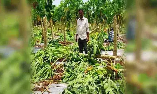 Khammam में बेमौसम बारिश के कारण किसानों को भारी नुकसान
