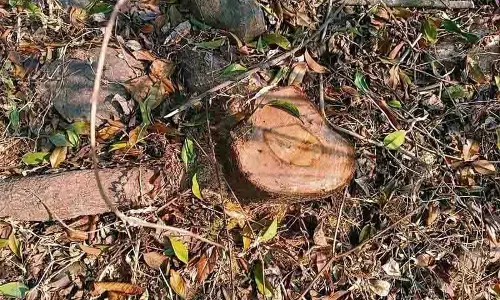 Himachal: निजी बागानों से चंदन के पेड़ काटे गए, जांच जारी