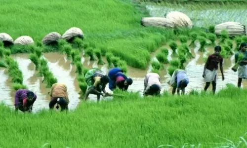 Lucknow: खरीफ फसल की पैदावार बढ़ाने की तैयारी