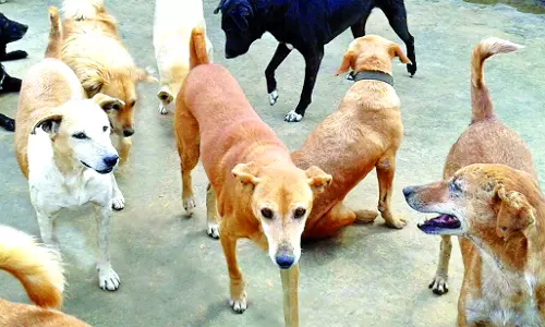 Kerala: आवारा कुत्तों का आतंक जारी, बच्ची की हालत गंभीर, डॉक्टरों की निगरानी में Kerala: आवारा कुत्तों का आतंक जारी, बच्ची की हालत गंभीर, डॉक्टरों की निगरानी में