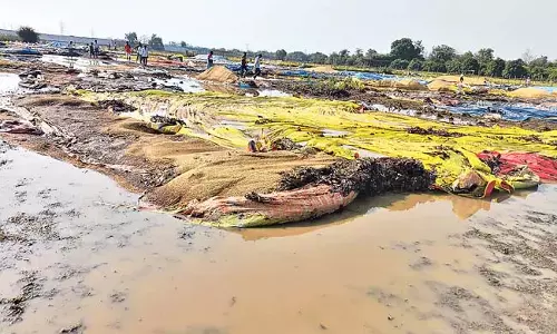 भारी बारिश: पानी में डूबा अनाज भारी बारिश: पानी में डूबा अनाज