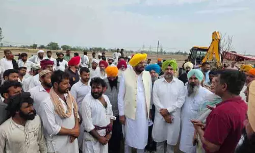 Mughalanikot village में 40 भैंसों की मौत