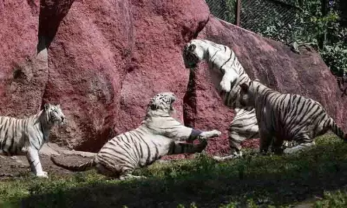 Hyderabad Zoo आगंतुकों को बाघों के करीब ले जाने के लिए तैयार
