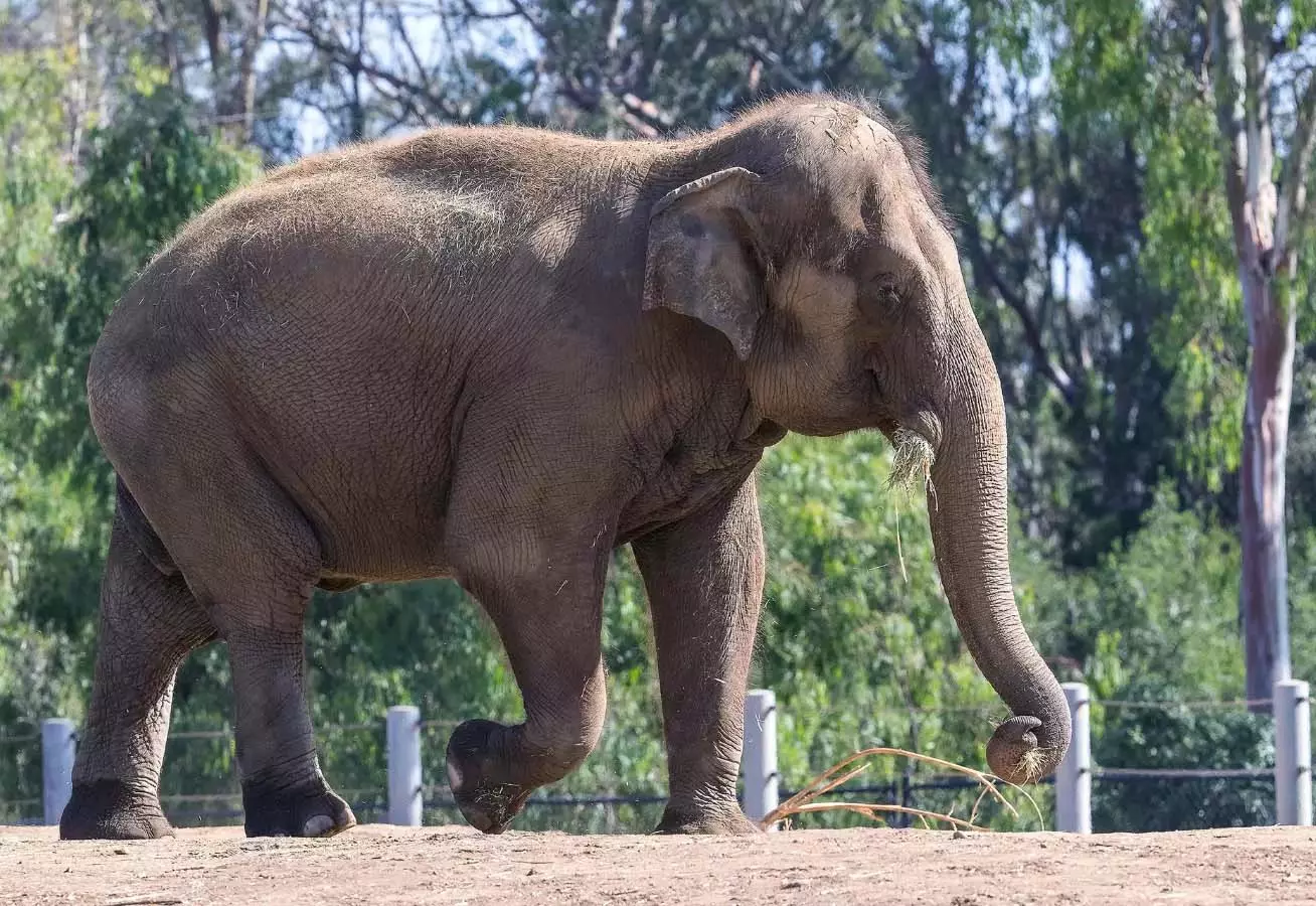 संघर्ष से निपटने के लिए Tirupati में हाथी टास्क फोर्स का गठन किया संघर्ष से निपटने के लिए Tirupati में हाथी टास्क फोर्स का गठन किया