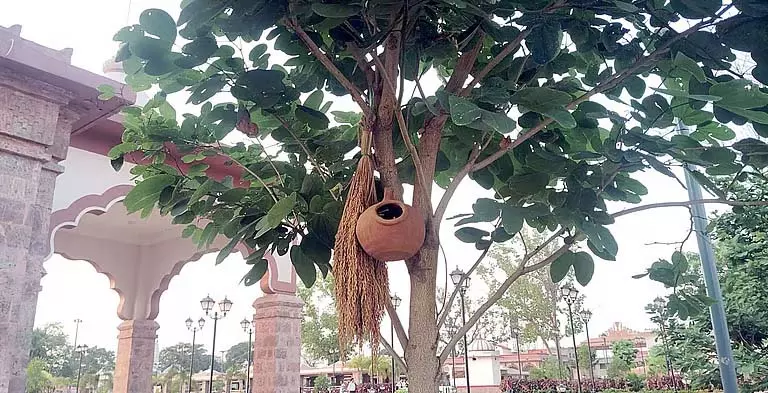 Odisha: समलेश्वरी मंदिर में गौरैया वापस लाने का अभियान Odisha: समलेश्वरी मंदिर में गौरैया वापस लाने का अभियान