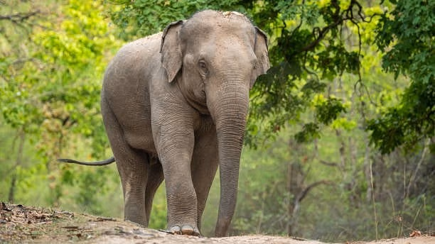 Assam : गोलाघाट जिले में हाथी के हमले में एक व्यक्ति की मौत Assam : गोलाघाट जिले में हाथी के हमले में एक व्यक्ति की मौत