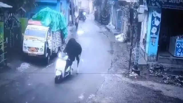 Rishikesh में साहसी बैल ने स्कूटर पर की मजेदार सवारी, मीम फेस्ट अलर्ट Rishikesh में साहसी बैल ने स्कूटर पर की मजेदार सवारी, मीम फेस्ट अलर्ट