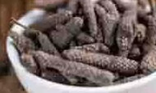 Health : जानिए पिप्पली के चमत्कारी फायदे Health : जानिए पिप्पली के चमत्कारी फायदे