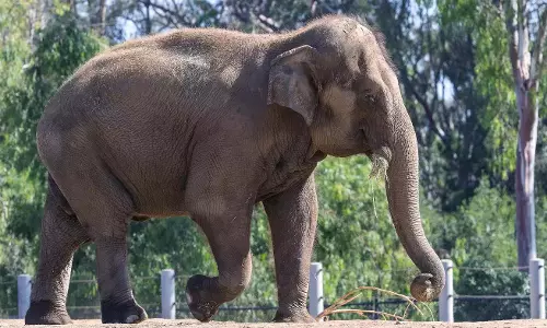 संघर्ष से निपटने के लिए Tirupati में हाथी टास्क फोर्स का गठन किया
