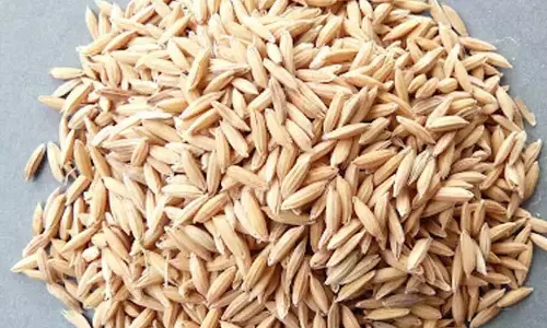 टीजी-एपी सीमा पर 2,200 धान की बोरियां जब्त