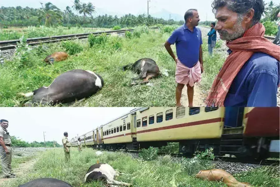 Kerala में बिजली गिरने से घबराकर भागीं 9 गायें, ट्रेन के नीचे आकर मरीं शव बिखरे पड़े