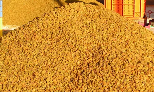Belgaum : किशमिश उत्पादन में गिरावट Belgaum : किशमिश उत्पादन में गिरावट
