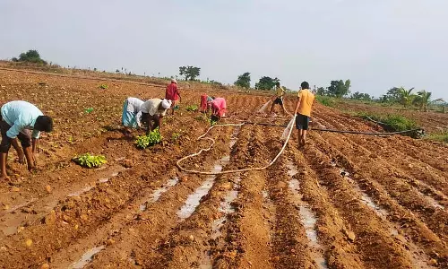 Konanur :  बारिश का इंतजार कर रहे किसान