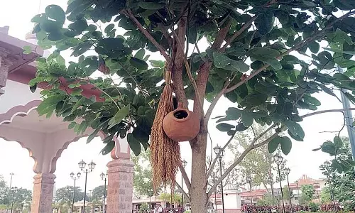 Odisha: समलेश्वरी मंदिर में गौरैया वापस लाने का अभियान Odisha: समलेश्वरी मंदिर में गौरैया वापस लाने का अभियान
