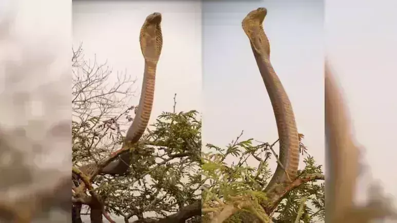 पेड़ से कई फुट ऊपर फन फैलाकर बैठा था King Cobra, देखें Video