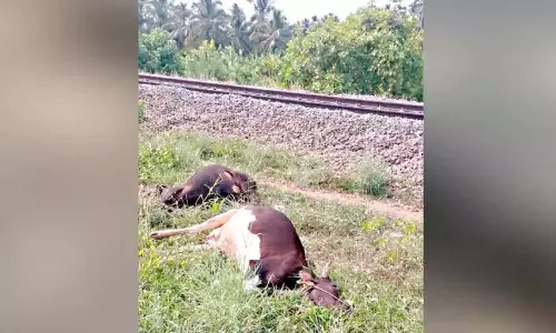 मालमपुझा में ट्रेन की चपेट में आने से नौ गायों की मौत मालमपुझा में ट्रेन की चपेट में आने से नौ गायों की मौत