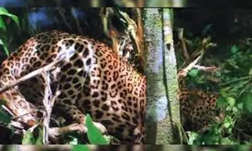 Wayanad में बार-बार मवेशी चोरी की घटनाओं से लोगों में आक्रोश, ग्रामीणों ने की तेंदुए को पकड़ने की मांग