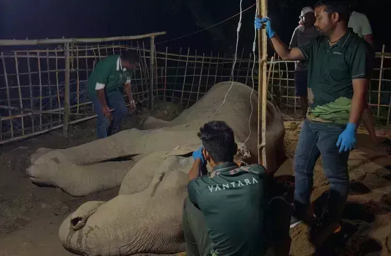Assam : वंतारा टीम द्वारा बीमार हथिनी गीता का “आकलन” करने पर उठे सवाल