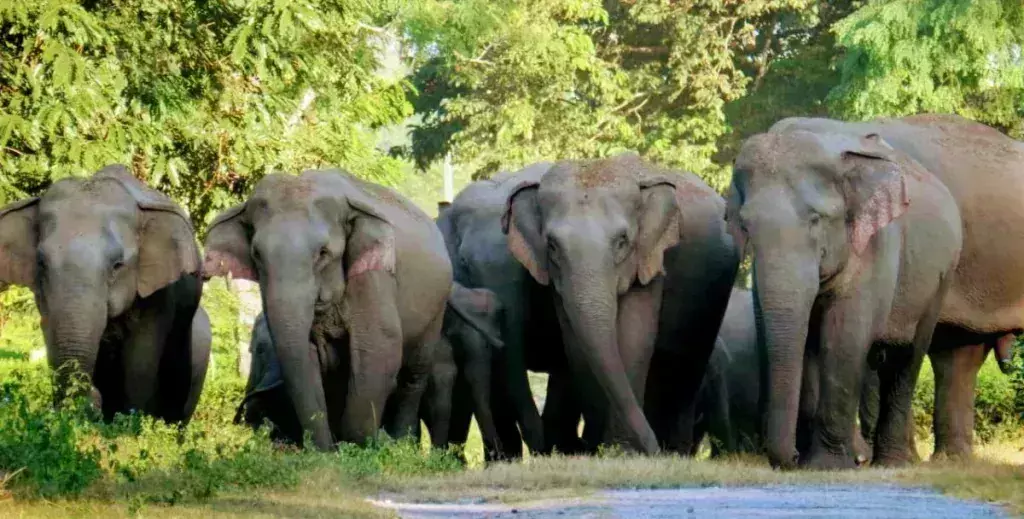 Assam : बीटीआर प्रमुख ने मानस राष्ट्रीय उद्यान के हाथी हत्यारों के खिलाफ कार्रवाई का आदेश