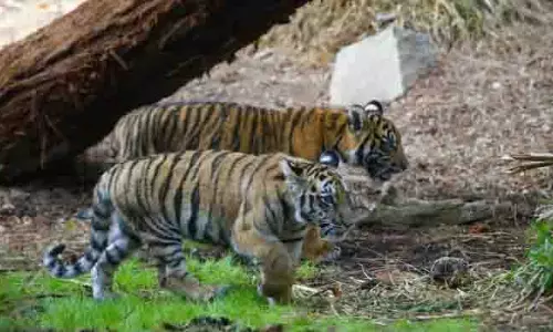 Assam के काजीरंगा राष्ट्रीय उद्यान में 2 बाघ शावक देखे गए