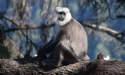 Chamba के पवित्र लंगूर पर विलुप्ति का खतरा