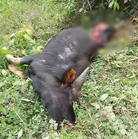 Arunachal: जंगली कुत्तों द्वारा मिथुनों को मारे जाने से गंभीर चिंता