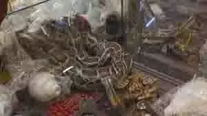 Haridwar: रत्न शंख की दुकान में घुसा अजगर, भगवान शिव की मूर्ति के पास बैठा Haridwar: रत्न शंख की दुकान में घुसा अजगर, भगवान शिव की मूर्ति के पास बैठा