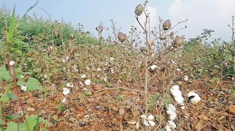 खरीफ में Adilabad में कपास की खेती बढ़ेगी खरीफ में Adilabad में कपास की खेती बढ़ेगी