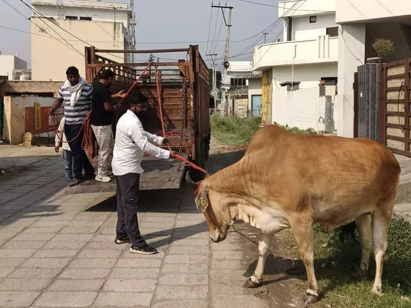 Yamunanagar में एक साल में 964 आवारा पशु पकड़े गए Yamunanagar में एक साल में 964 आवारा पशु पकड़े गए