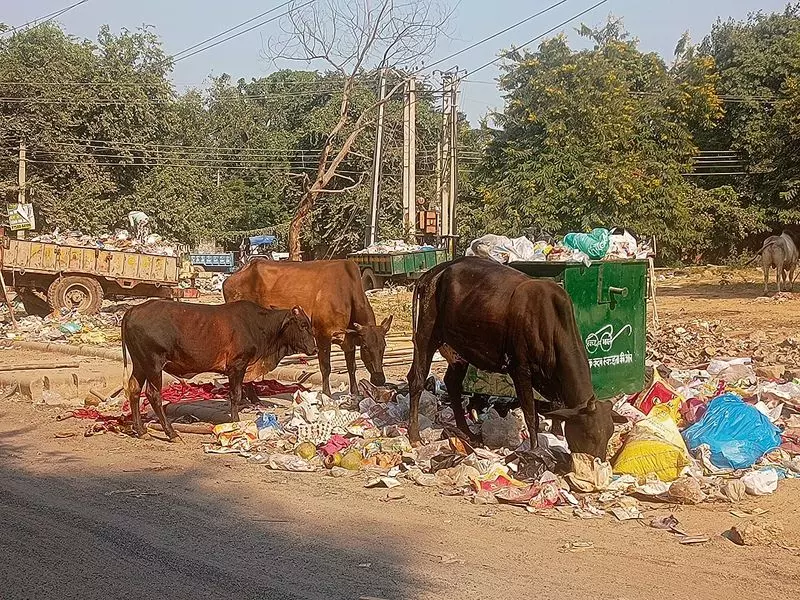 Haryana : शिकायत पोर्टल तक पहुंच के बिना स्वच्छ शहर सर्वेक्षण में मानेसर शीर्ष पर Haryana : शिकायत पोर्टल तक पहुंच के बिना स्वच्छ शहर सर्वेक्षण में मानेसर शीर्ष पर